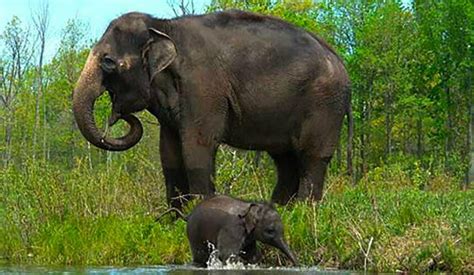 khunka mamki elephants.